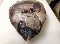 Ishidai (Striped Beakfish, Fresh)